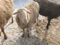 Sheep, Romanov sheep — photo 4
