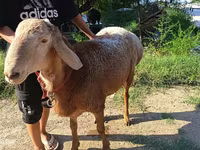 Carnero, Agin sheep — foto 3