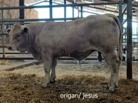 雄牛, Charolais cattle — 写真 5