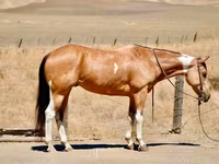 Jument, Quarter Horse — photo 2