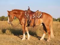 Kuda jantan, Gypsy horse — foto 3