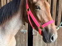 Stute, Rocky Mountain Horse — Foto 4