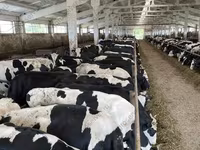 Sapi, Yaroslavl cattle — foto 3