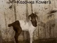 Kambing jantan, Kamori goats — foto 3