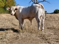 雄牛, Charolais cattle — 写真 8