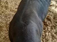 Banteng, Cast cow — foto 3