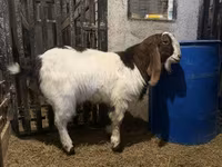 Kambing jantan, Kamori goats — foto 1
