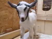 Chèvre, Australian Miniature goats — photo 2