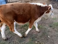ثور, Swiss cattle — الصورة 7