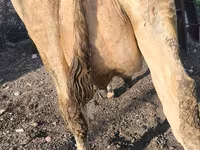 गाय, Swiss cattle — फ़ोटो 8
