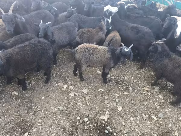 بز