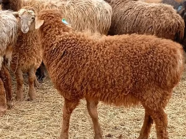 Domba jantan, Edilbay sheep