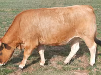 Vaca, Aubrac cattle — foto 4