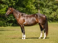 Jument, American paint horse — photo 4