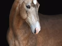 雄馬, Akhal-Teke — 写真 1