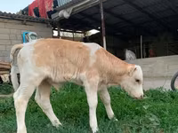 Banteng, Montbéliarde — foto 3
