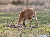Domba jantan, Katum sheep — foto 5