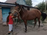 Jument, Thoroughbred horse — photo 8
