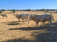 Banteng, Cast cow — foto 4
