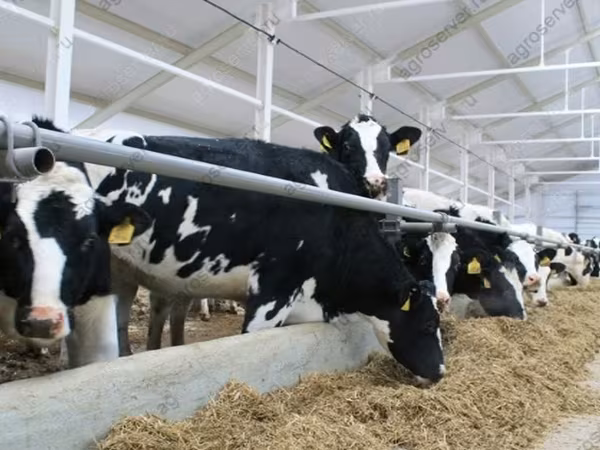 Sapi, Holstein breed