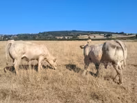 Banteng, Cast cow — foto 8