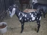 Kambing jantan, Beetal goats — foto 1