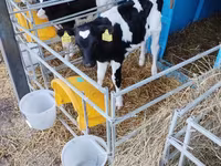Toro, Raza Holstein — foto 7