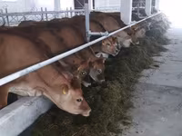 母牛, Hereford — 照片 4