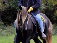 Kuda betina, Rocky Mountain Horse — foto 2