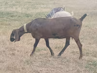 Kambing betina, Nubian Goat — foto 3
