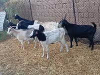 Cabro, Saanen goat — foto 2