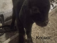 Kambing jantan, Kamori goats — foto 6