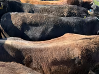 Vache, Bovins — photo 2