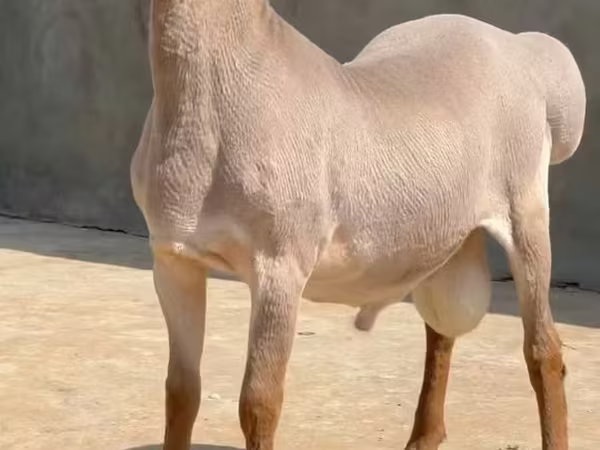 Ram, Rhon sheep
