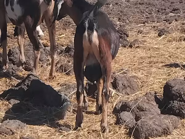 雄ヤギ, ヤギ