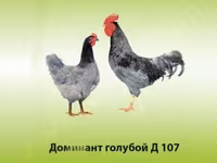 لوهمان براون — الصورة 1