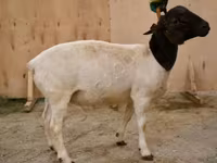 मेढ़ा, Dorper sheep — फ़ोटो 1