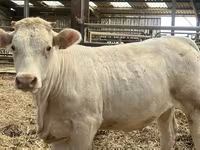 Sapi, Charolais cattle — foto 1