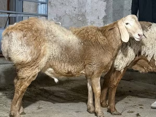 Ram, Sheep