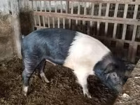 Babi jantan, Белорусская чёрно-пёстрая — foto 2
