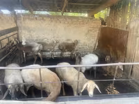 Sheep, Rhon sheep — photo 3