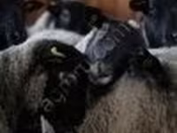Widder, Romanov sheep — Foto 3