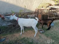 Kambing betina, Saanen goat — foto 6