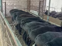 Ram, Sheep — photo 6