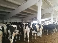 Banteng, Holstein breed — foto 6