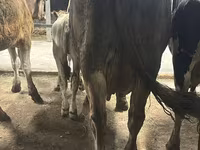 Vache, Ukrainian Brown Dairy Cattle — photo 4