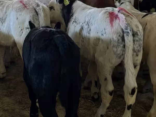 Banteng, Cattle