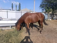Jument, Thoroughbred horse — photo 1