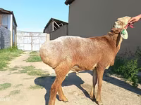 Carnero, Agin sheep — foto 4