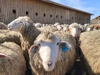 Carnero, Dorset horn sheep — foto 5